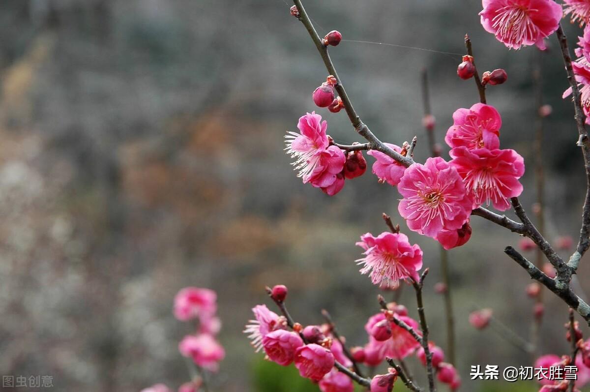 立春的诗句古诗（立春节气古诗六首赏读）