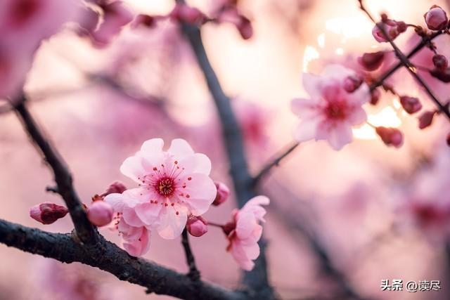 梅花古诗10首（看一看梅花古诗有多美）