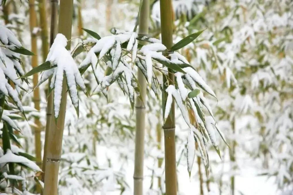 冬雪的诗句（最美冬雪诗三十首，唯美了整个冬天）