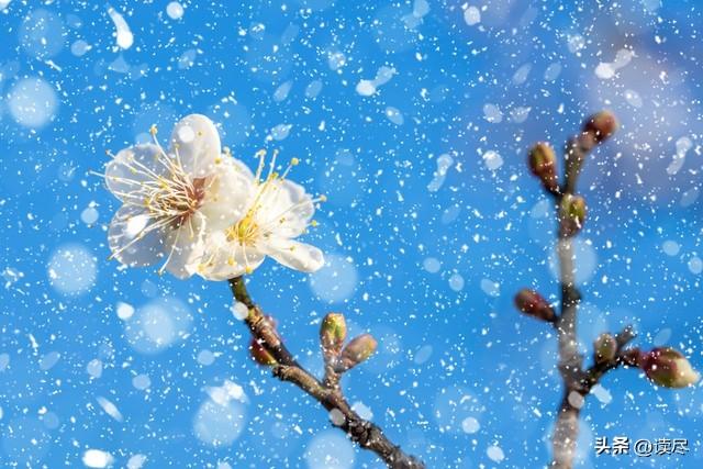 梅花古诗10首（看一看梅花古诗有多美）