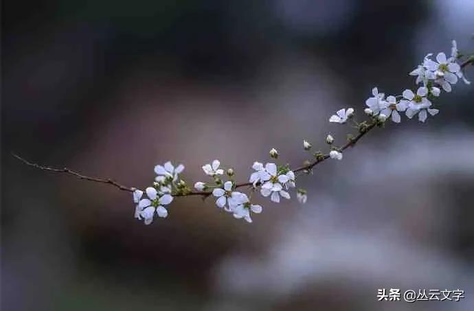 借景抒情的诗句（6首借景抒情的优美诗词）