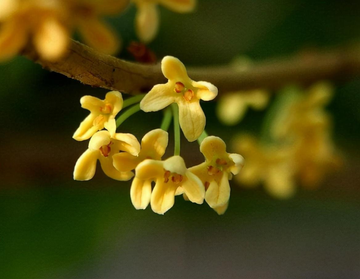 桂花诗句（十首咏桂花的诗词，桂花飘香，馥郁如你）