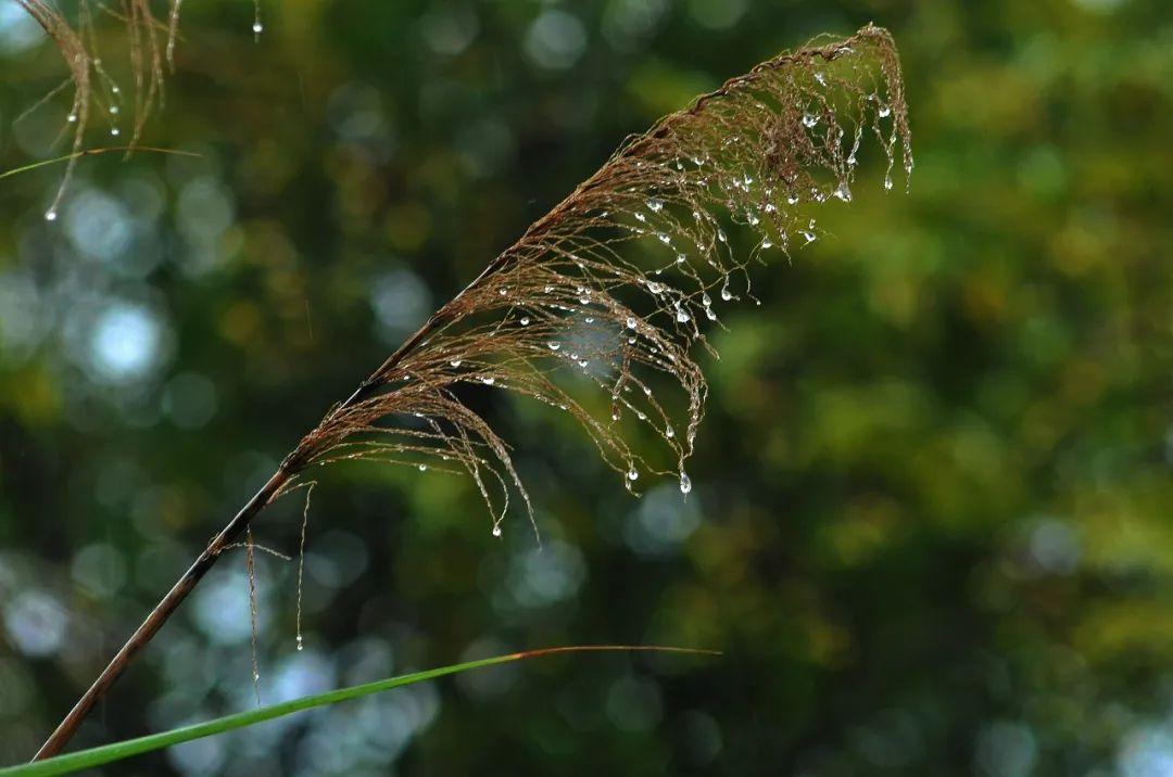 秋雨的诗句（10首秋雨诗词，清秋有梦，雨落成诗）