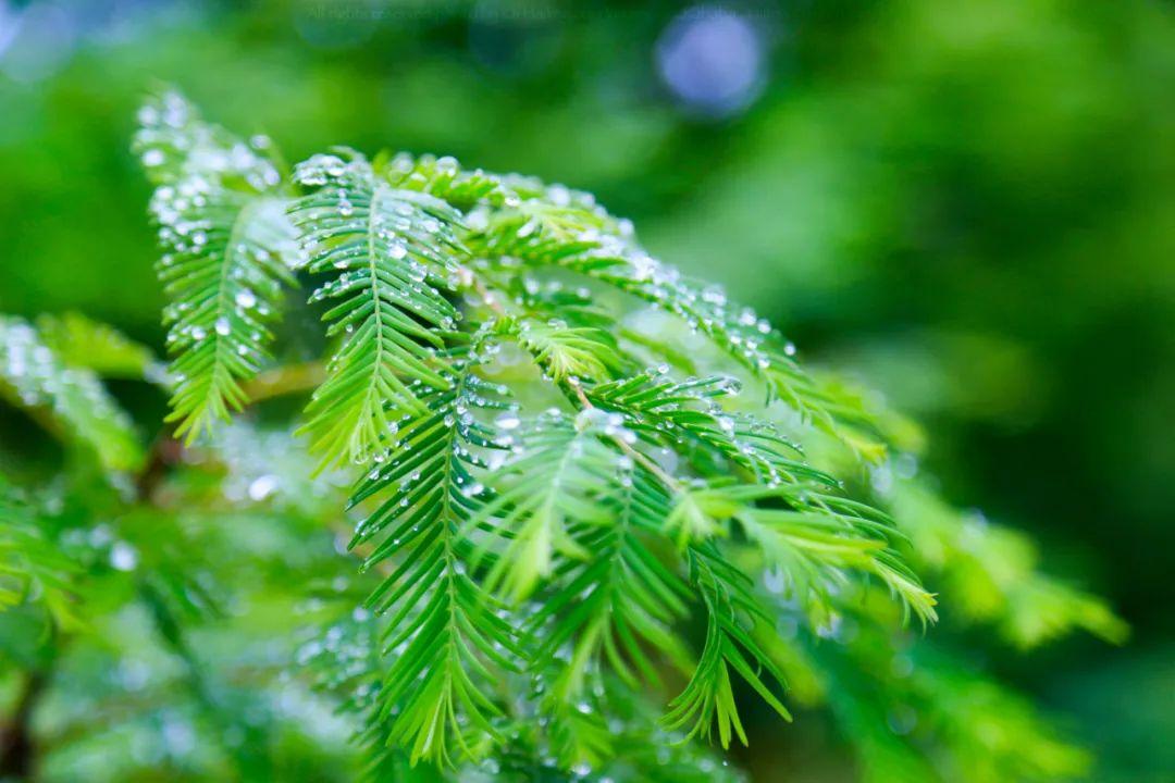 有关雨的诗句（8首最美的春雨诗词）