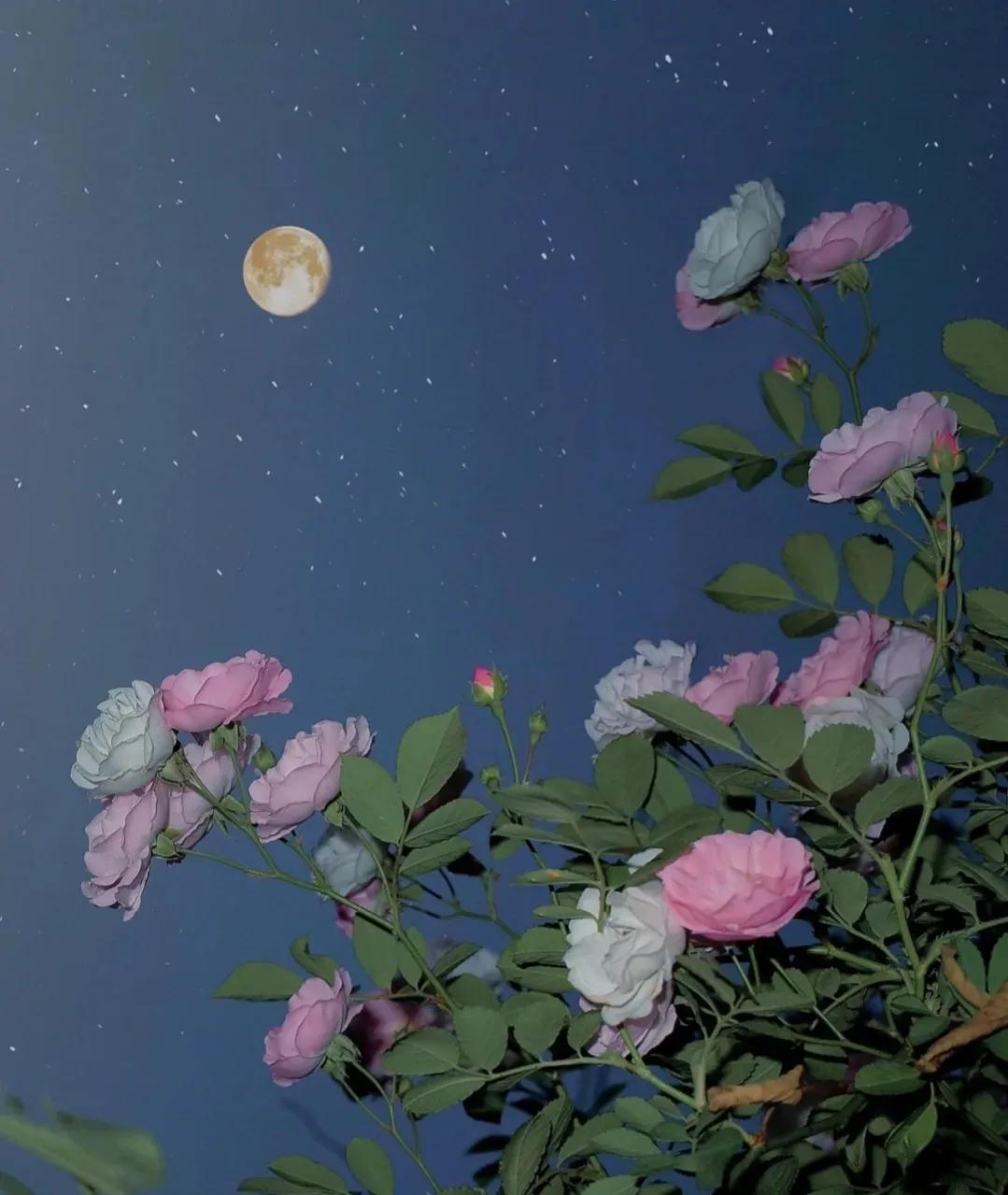 关于月亮的浪漫句子，30句关于月亮的浪漫文案