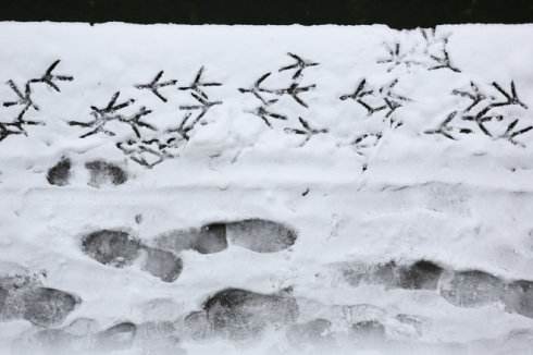 雪泥鸿爪释义和典故