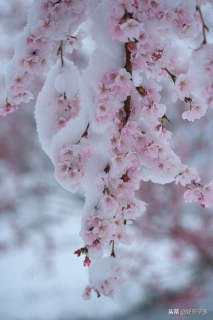 下雪的心情的经典句子23句，文艺优雅