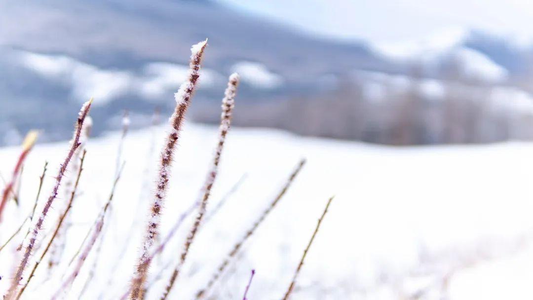 关于雪的诗36首，带你感受冬日的雪