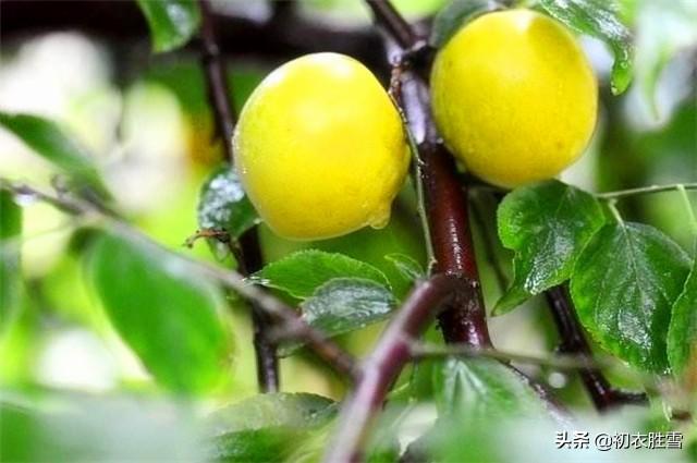 一川菸草,滿城風絮.梅子黃時雨.