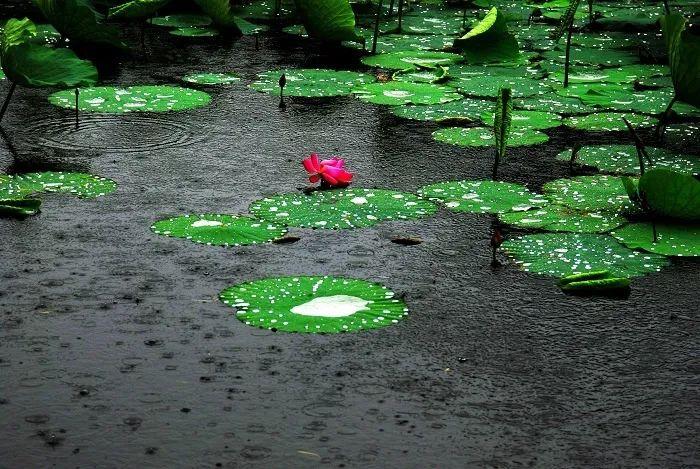 描写雨的诗句100句，满满的诗情画意!