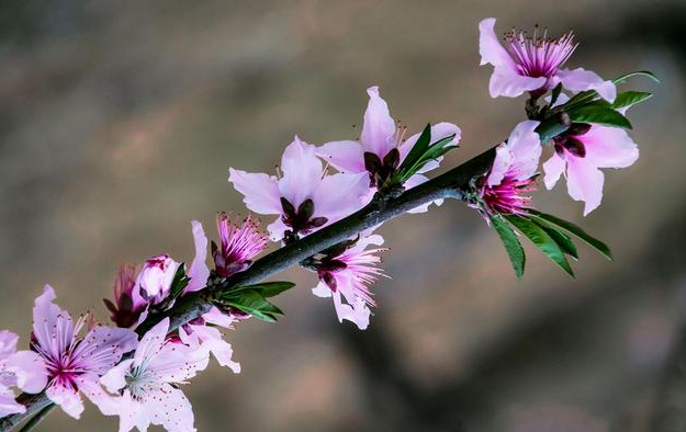 春暖花开的句子20句，细品岁月静好