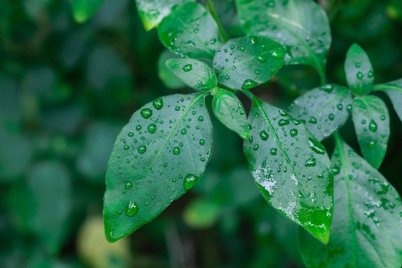 雨的诗词50首，雨水至，万物生