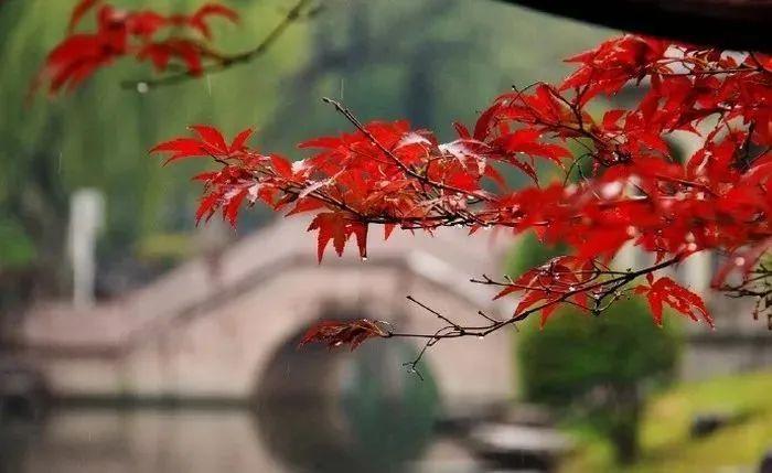 有关雨的诗句100句，一朝春雨落，百花迎风开