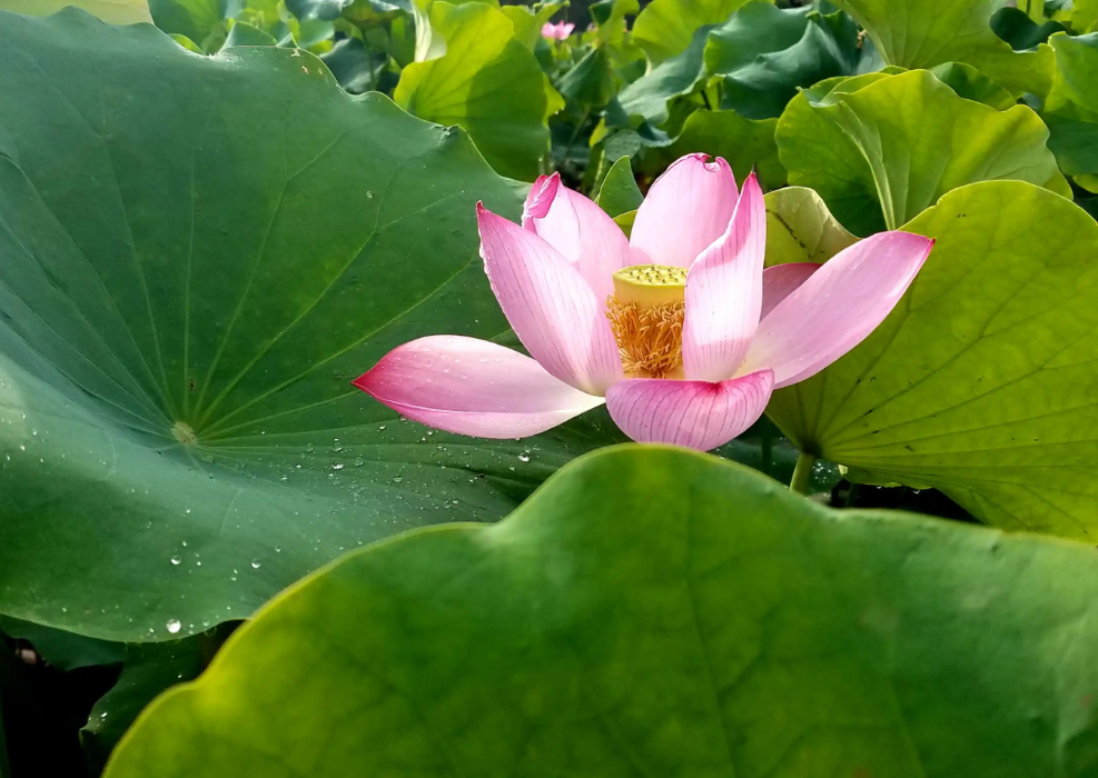 有关夏天的诗10首，读后一定会爱上夏天