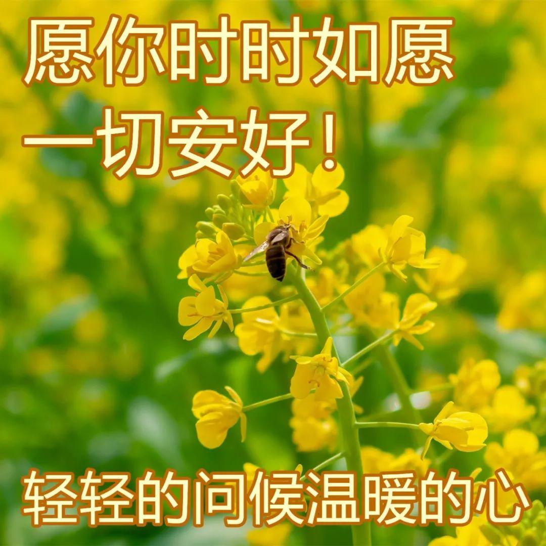 早上好每天祝福语，非常实用的早上好祝福句子