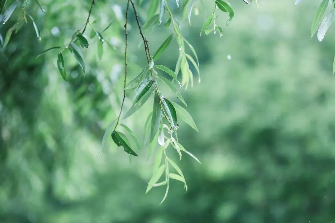 描写春雨的句子，30句春雨诗词