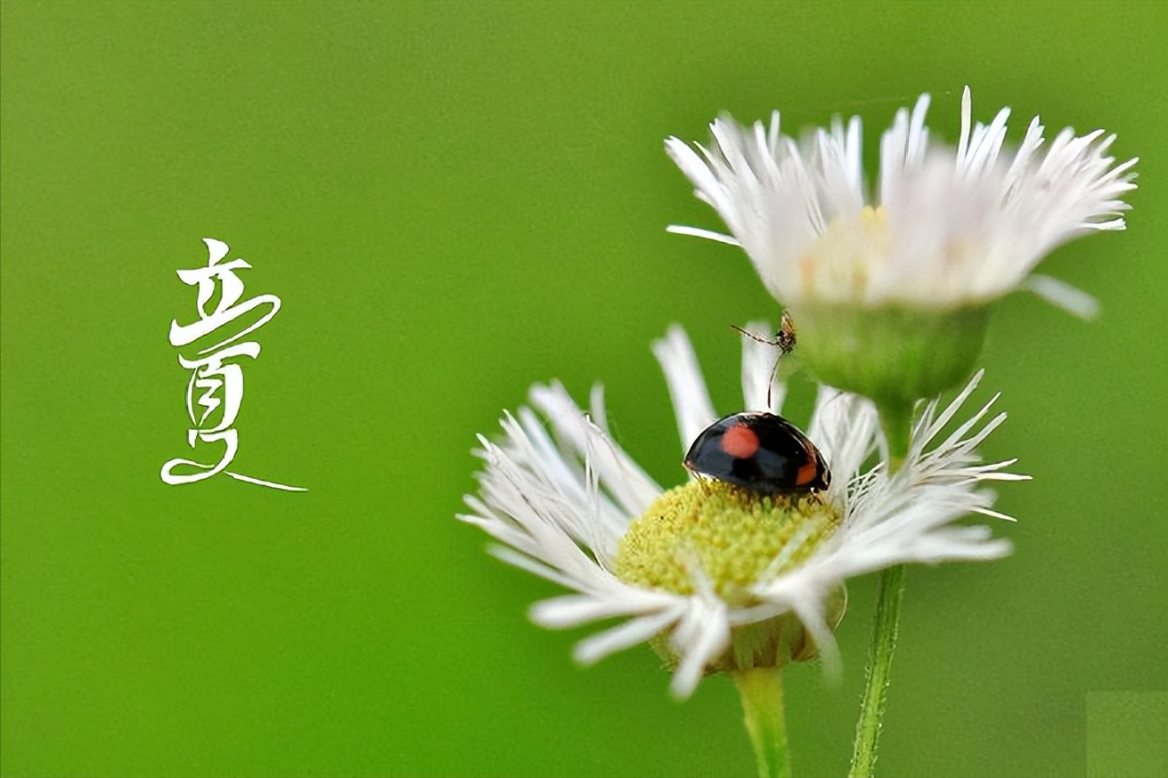 立夏的诗10首，送你一季清凉!