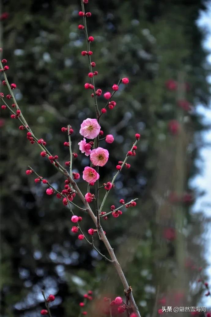 赞美梅花的诗句20句，傲骨凌霜寒风中