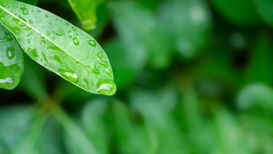 关于春雨的诗句30句，一朝春雨落，百花迎风开