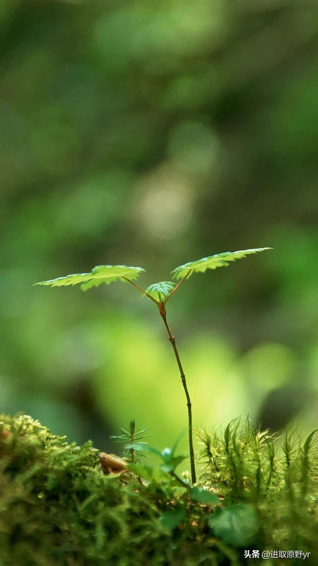 春天的祝福语，春暖花开、未来可期！